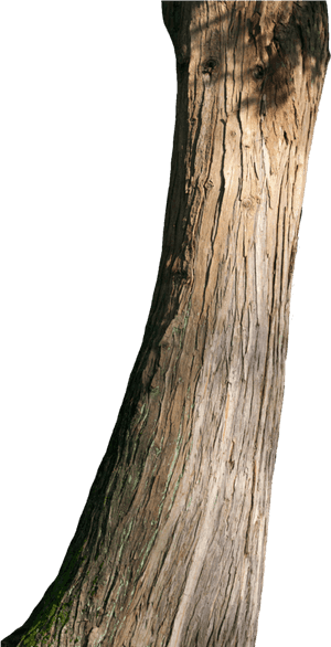 Png Tree Trunk Transparent Tree Trunk - Big Tree Trunk Png, Png Download PNG image with transparent background
