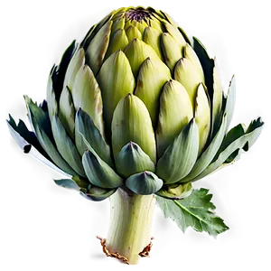 Cut Artichoke Png 06252024 PNG Image