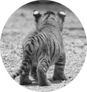 Cute Animals Baby Tiger Cub Black White Pics - Black And White Tiger Cub PNG image with transparent background