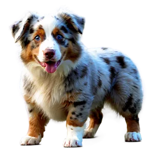 Cute Australian Shepherd Png 44 PNG Image