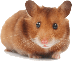 Hamster Png Picture, Transparent Png PNG image with transparent background