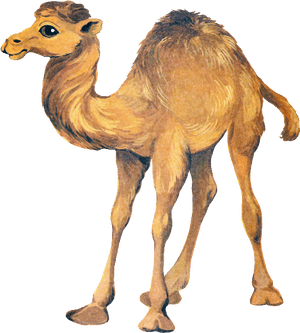 Cute Camel Clipart Funny Pictures - Funny Camel Png, Transparent Png PNG image with transparent background