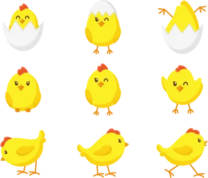 Cute Cartoon Chicks Collection PNG Image