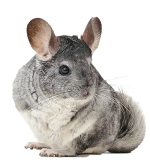 Cute Chinchilla Portrait PNG Image