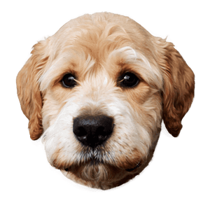Cute Dog Head Clipart PNG 06212024 PNG