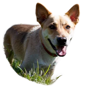 Cute Dog Snout Png Hip PNG Image