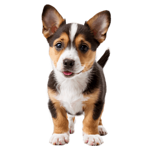Cute Dogs PNG bkv41 PNG image with transparent background