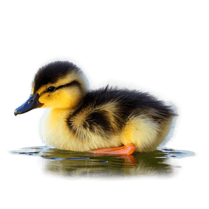 Cute Duckling PNG 06202024 PNG