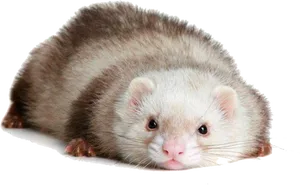 Cute Ferret Lying Down.png PNG Image