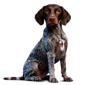 Cute German Shorthaired Pointer Dog Png 06292024 PNG Image