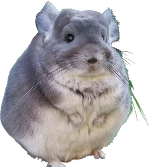 Cute_ Grey_ Chinchilla.png PNG Image