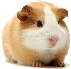 Thumb Image - Guinea Pig Transparent Background, HD Png Download PNG image with transparent background