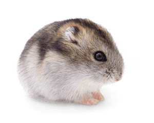 Dwarf Hamster Transparent, HD Png Download PNG image with transparent background