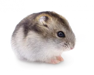 Cute Hamster Side View PNG Image