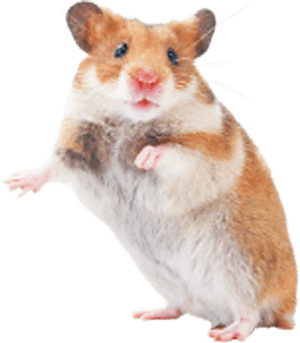 Hamster Rat Mouse Rodent Transprent Png Free, Transparent Png PNG image with transparent background