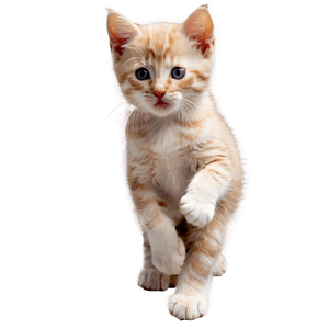 Cute Kitten Playing PNG enj83 PNG