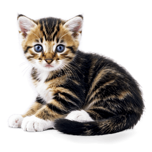 Cute Kitten PNG sqs PNG