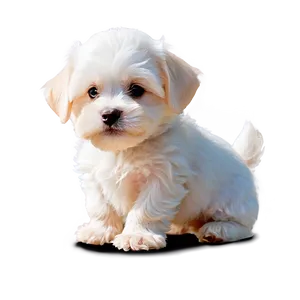 Cute Maltese Puppy Png 06282024 PNG Image