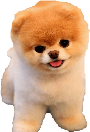 Boo Png Photo - Dog Pngs Niche Meme, Transparent Png PNG image with transparent background
