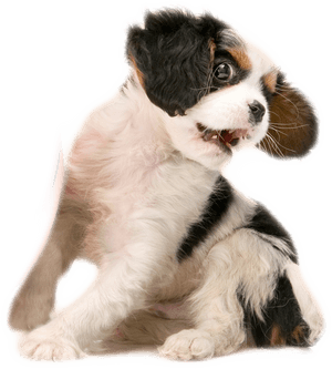 Dogs Playing With A Basketball - Dog, HD Png Download PNG image with transparent background