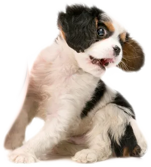 Cute Puppy Looking Back PNG Image