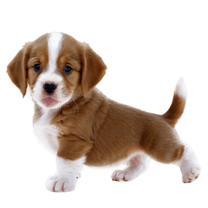 Cute Puppy Picture PNG 39 PNG image with transparent background