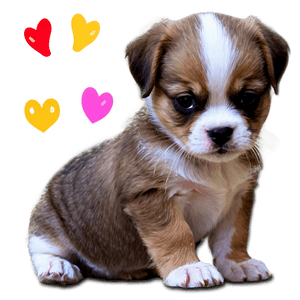 Cute Puppy Picture PNG upm PNG image with transparent background