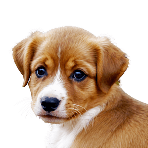 Cute Puppy PNG vge PNG image with transparent background