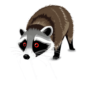 Cute Raccoon Illustration PNG ggm2 PNG image with transparent background