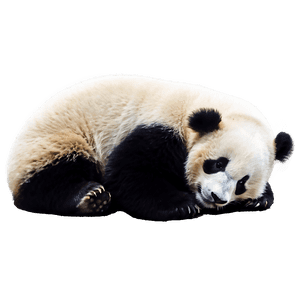 Cute Sleeping Panda PNG 05232024 PNG image with transparent background