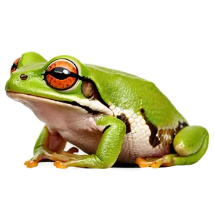 Cute Tree Frog Png 2 PNG Image