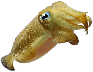 Cuttlefish Swimming Transparent Background PNG Image