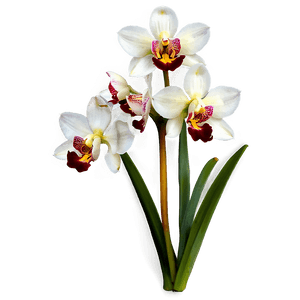 Cymbidium Orchid PNG 05242024 PNG