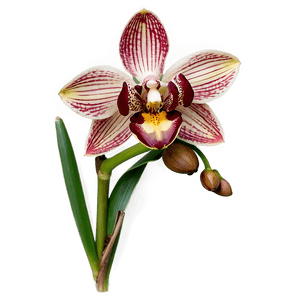 Cymbidium Orchid PNG 05242024 PNG
