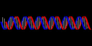 D N A Double Helix Structure PNG