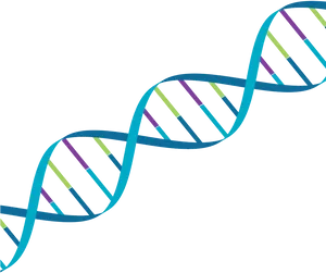 D N A Double Helix Structure PNG Image