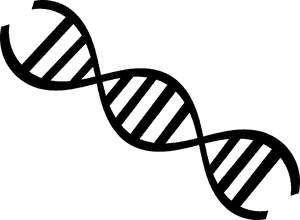 D N A_ Helix_ Structure_ Vector PNG with transparent background