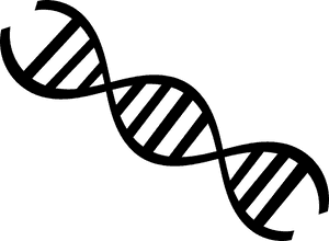 D N A_ Helix_ Structure_ Vector PNG