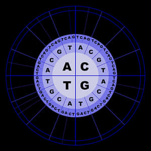 D N A_ Nucleotide_ Base_ Pair_ Wheel PNG