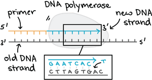 D N A Polymerase Activity Illustration PNG