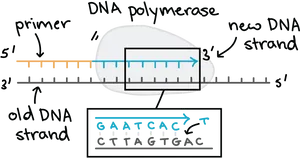 D N A Polymerase Activity Illustration PNG Image