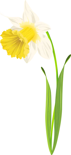 Daffodil Flower Illustration PNG Image