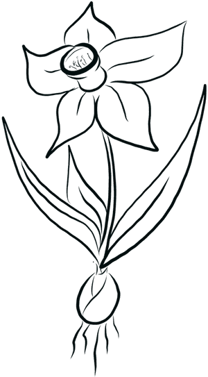 Daffodil, Daffodils, Flowers, Yellow, Spring, Easter - White Black Daffodil Png, Transparent Png PNG image with transparent background