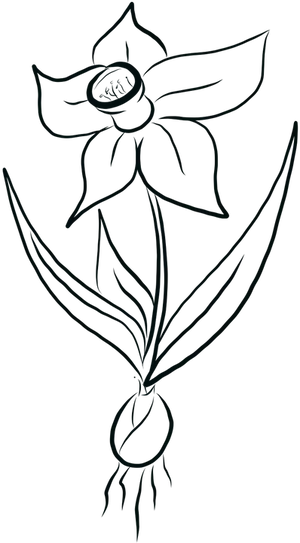 Daffodil Line Drawing PNG Image