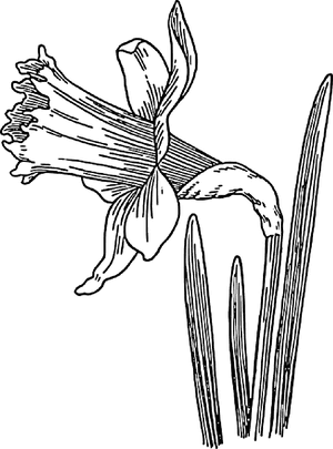 Black, Outline, Drawing, Sketch, Plants, Flower, White - Daffodils Clipart Black And White, HD Png Download PNG image with transparent background