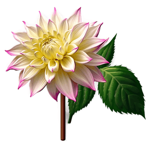 Dahlia Flower Illustration PNG gua PNG image with transparent background