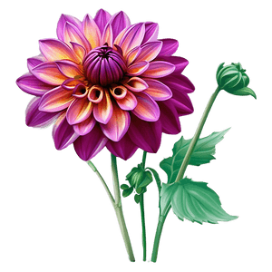 Dahlia Flower Illustration PNG qst PNG image with transparent background