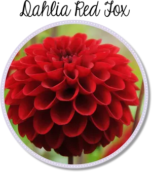 Dahlia Red Fox Flower PNG Image