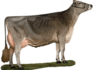 Transparent Cute Brown Cow Clipart - Cattle, HD Png Download PNG with transparent background