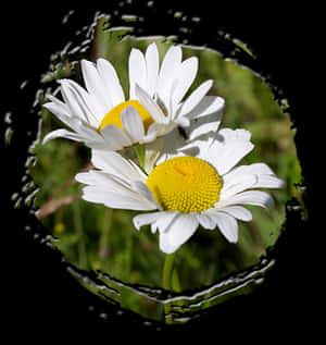 Daisies Through Torn Edge PNG image with transparent background